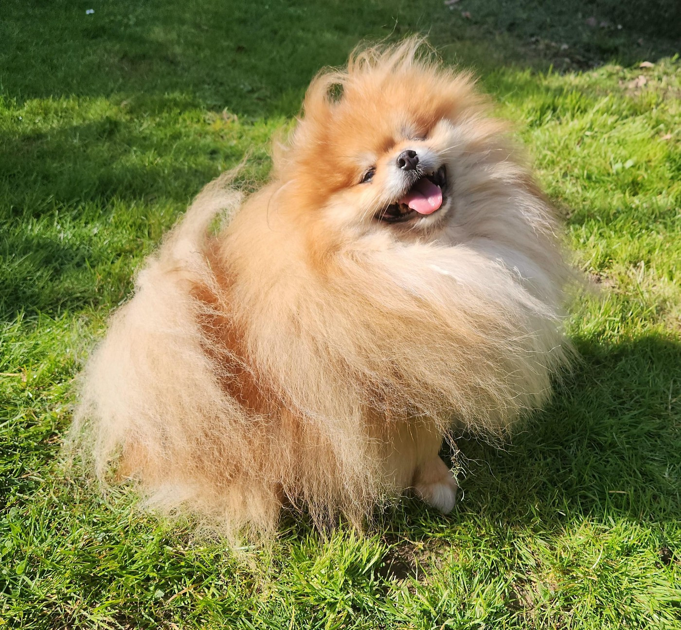 CH. Floryartpom's tyke Jardin de la Petite Etoile