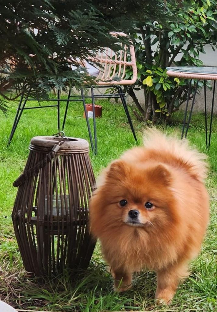 Roma amore mio du diamant d'or Jardin de la Petite Etoile