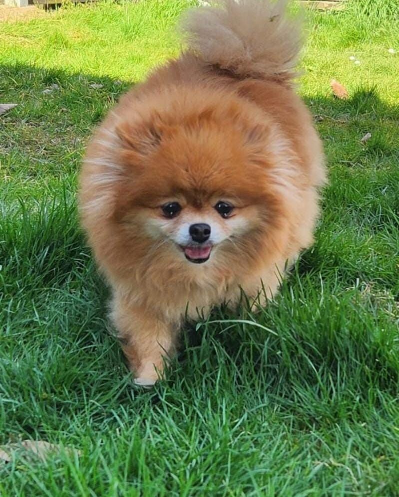 Panama du diamant d'or Jardin de la Petite Etoile