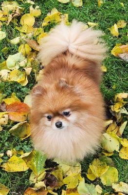 Sweet darling du Diamant d'Or