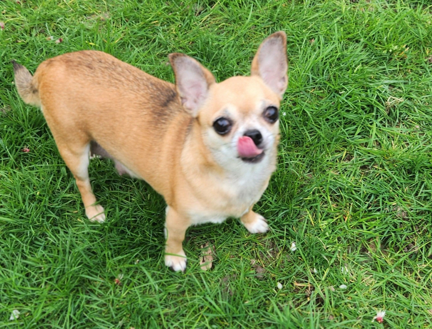 REVELATION du Diamant d'Or