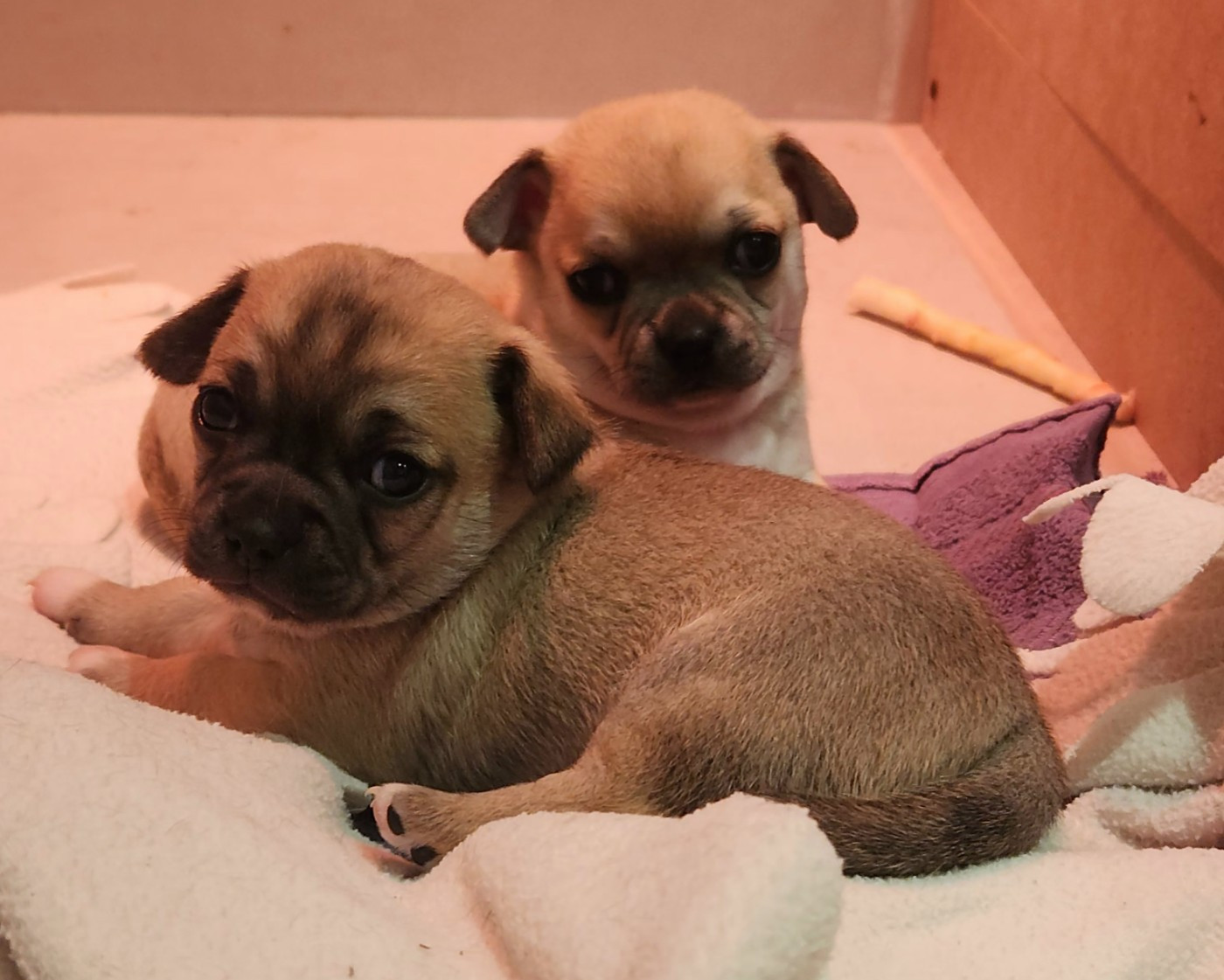 Chiot Mâle LOF Chihuahua Poils courts