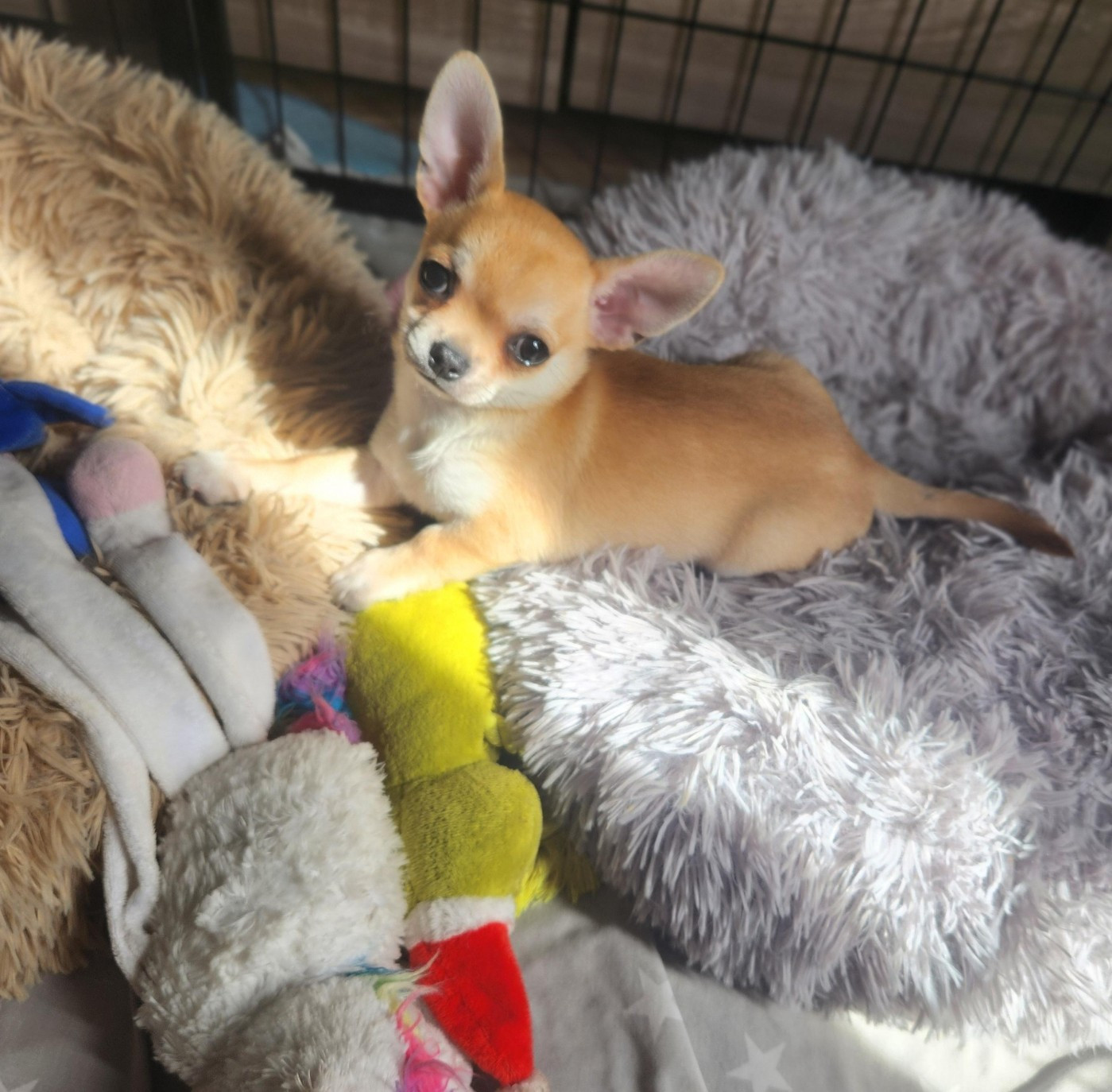 Chiot Mâle LOF Chihuahua Poils courts
