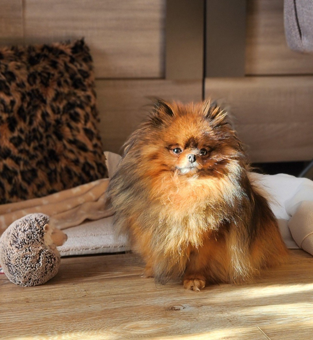 Daeneriys est une petite spitz nain qui vient de Russie