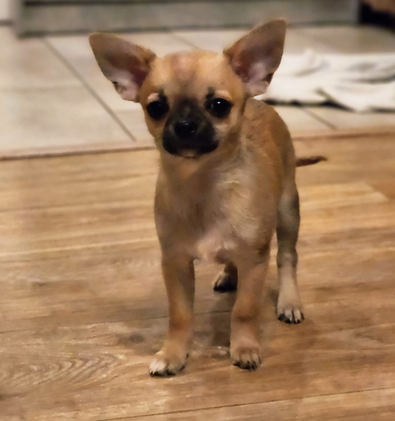 Jardin de la Petite Etoile - Chiots disponibles - Chihuahua