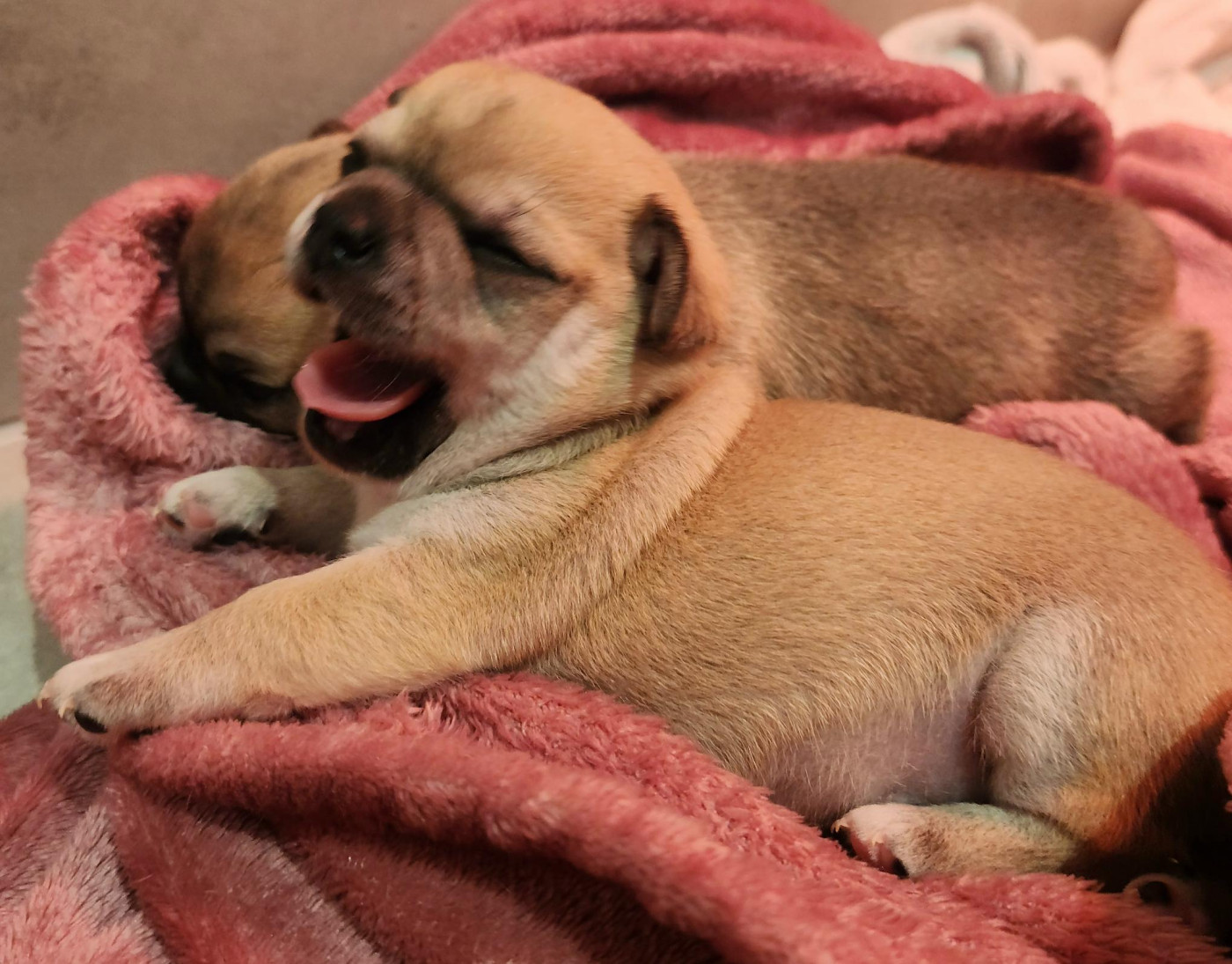 Jardin de la Petite Etoile - Chiots disponibles - Chihuahua