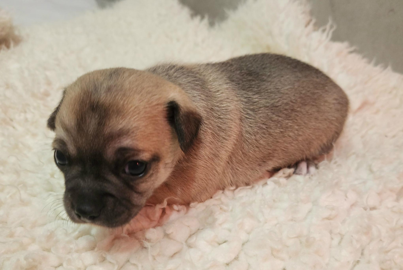 Jardin de la Petite Etoile - Chiots disponibles - Chihuahua