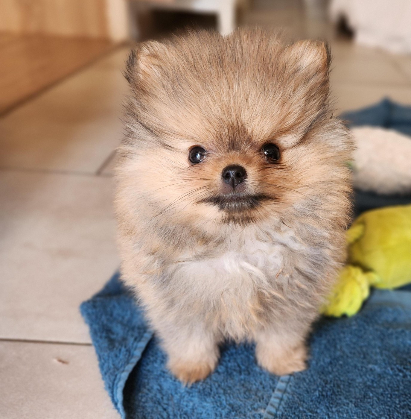 Jardin de la Petite Etoile - Chiots disponibles - Spitz allemand