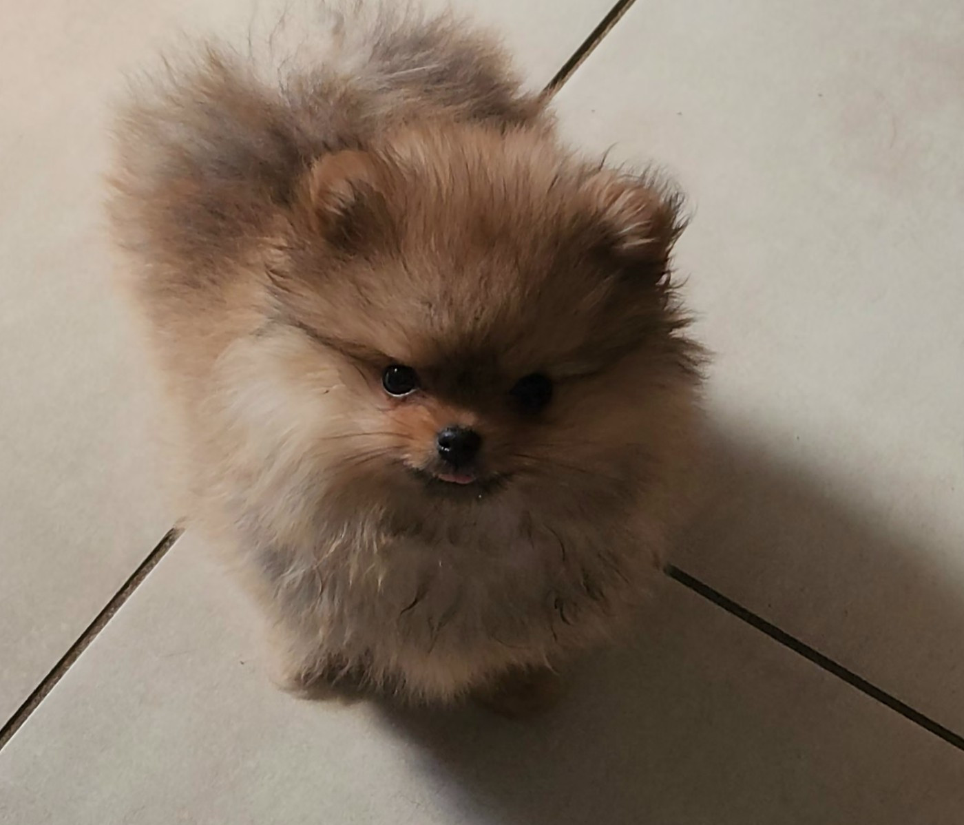 Jardin de la Petite Etoile - Chiots disponibles - Spitz allemand