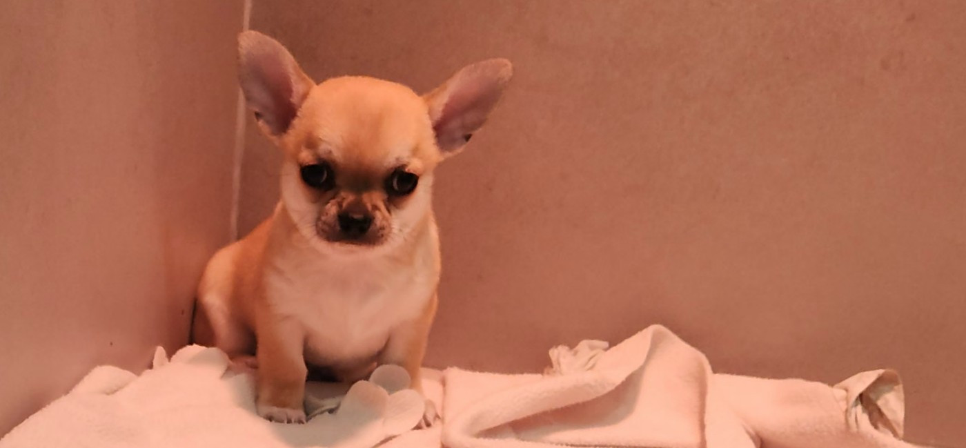Jardin de la Petite Etoile - Chiots disponibles - Chihuahua