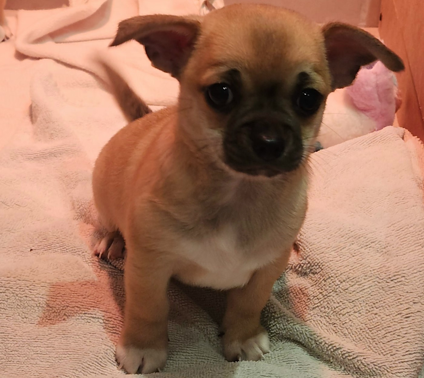 Jardin de la Petite Etoile - Chiots disponibles - Chihuahua