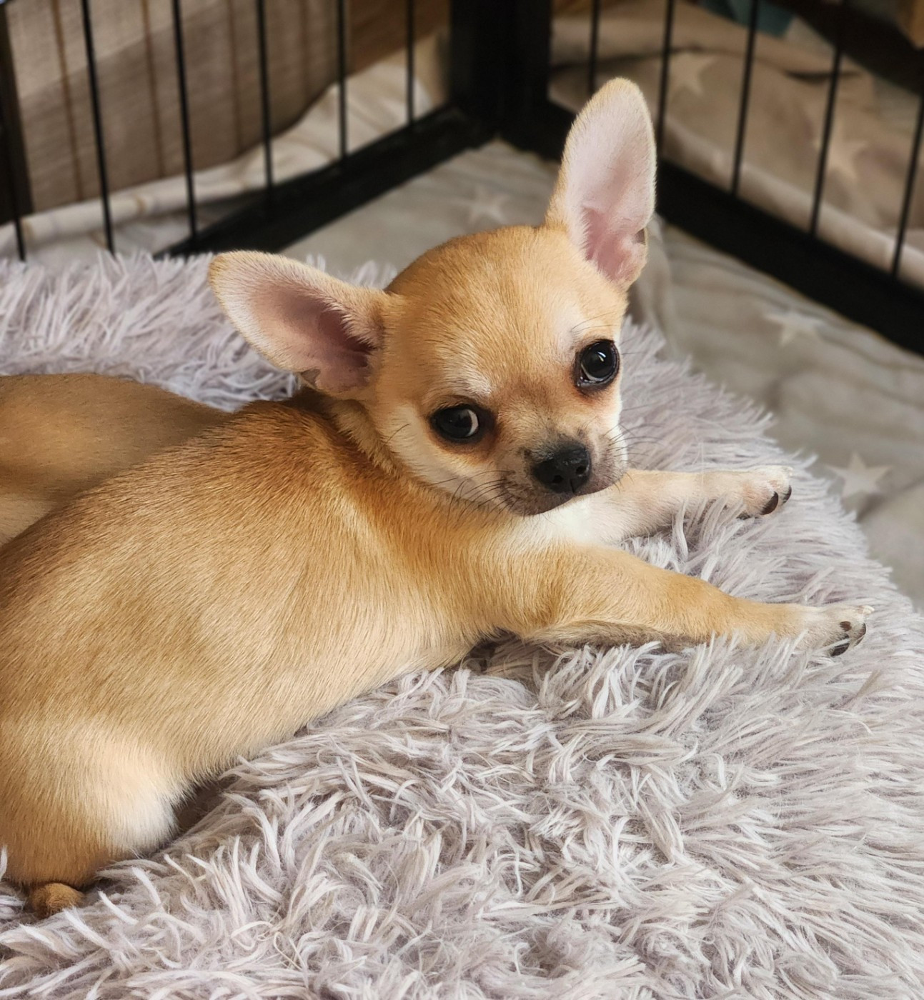 Jardin de la Petite Etoile - Chiots disponibles - Chihuahua