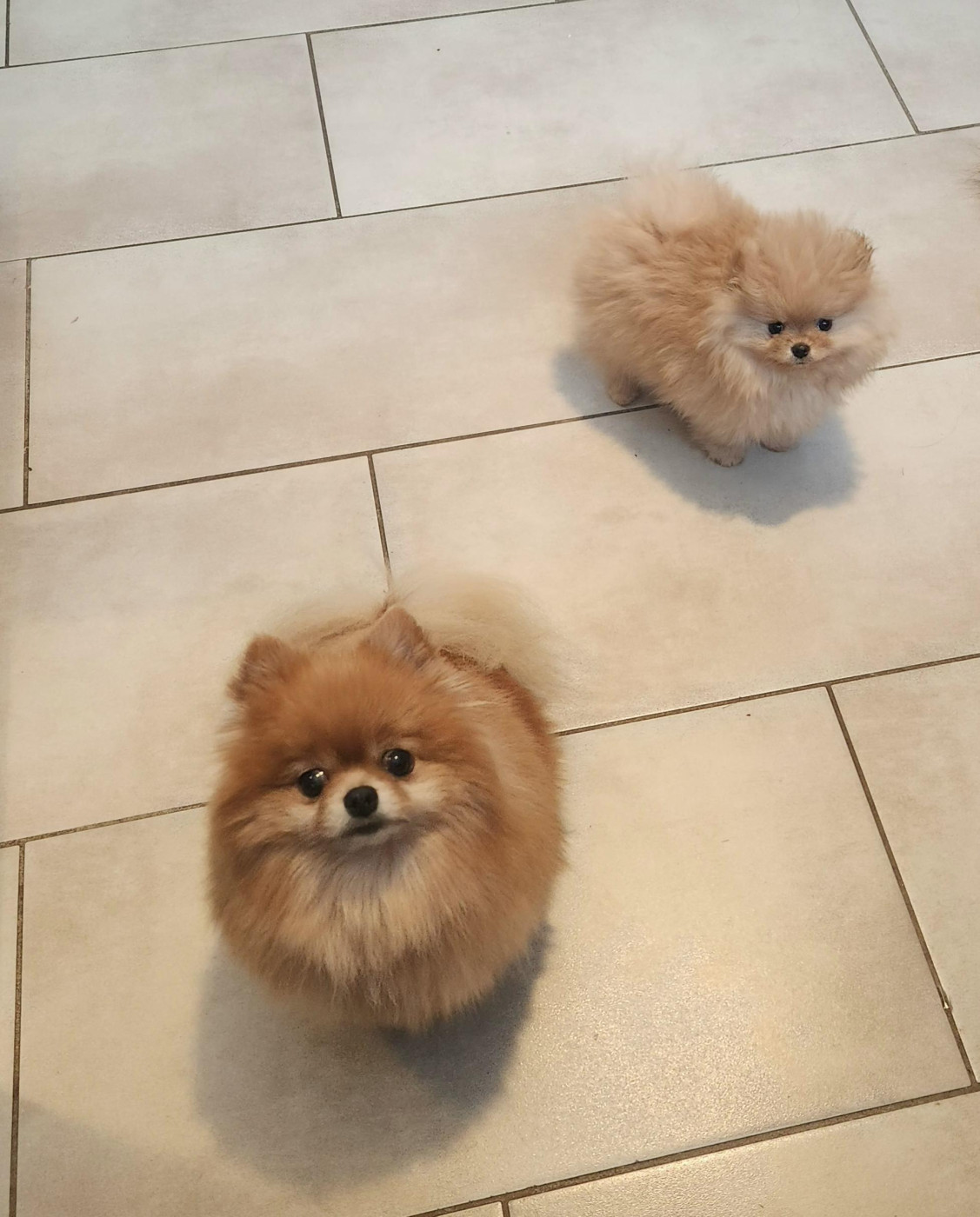 Chiot Spitz allemand Jardin de la Petite Etoile