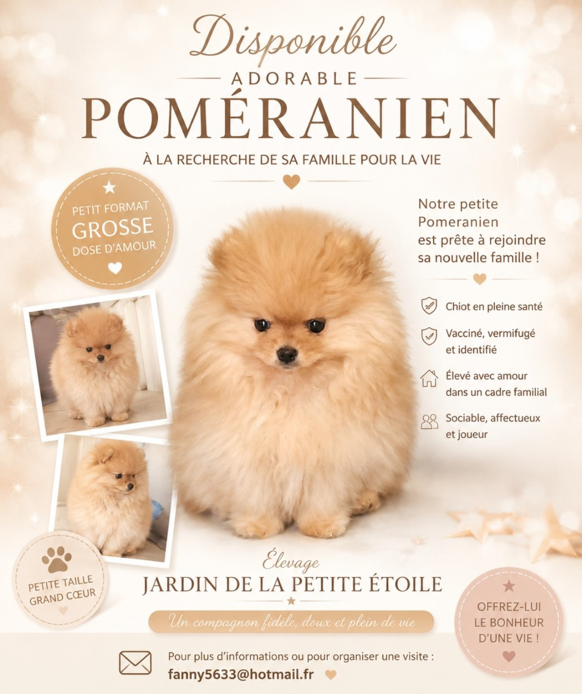 Jardin de la Petite Etoile - Chiots disponibles - Spitz allemand