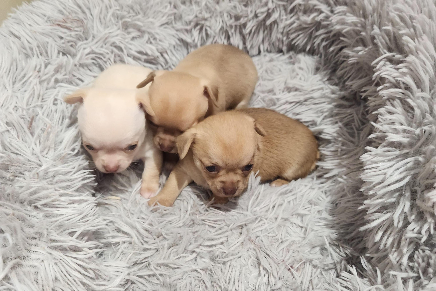 Chiot Chihuahua Jardin de la Petite Etoile