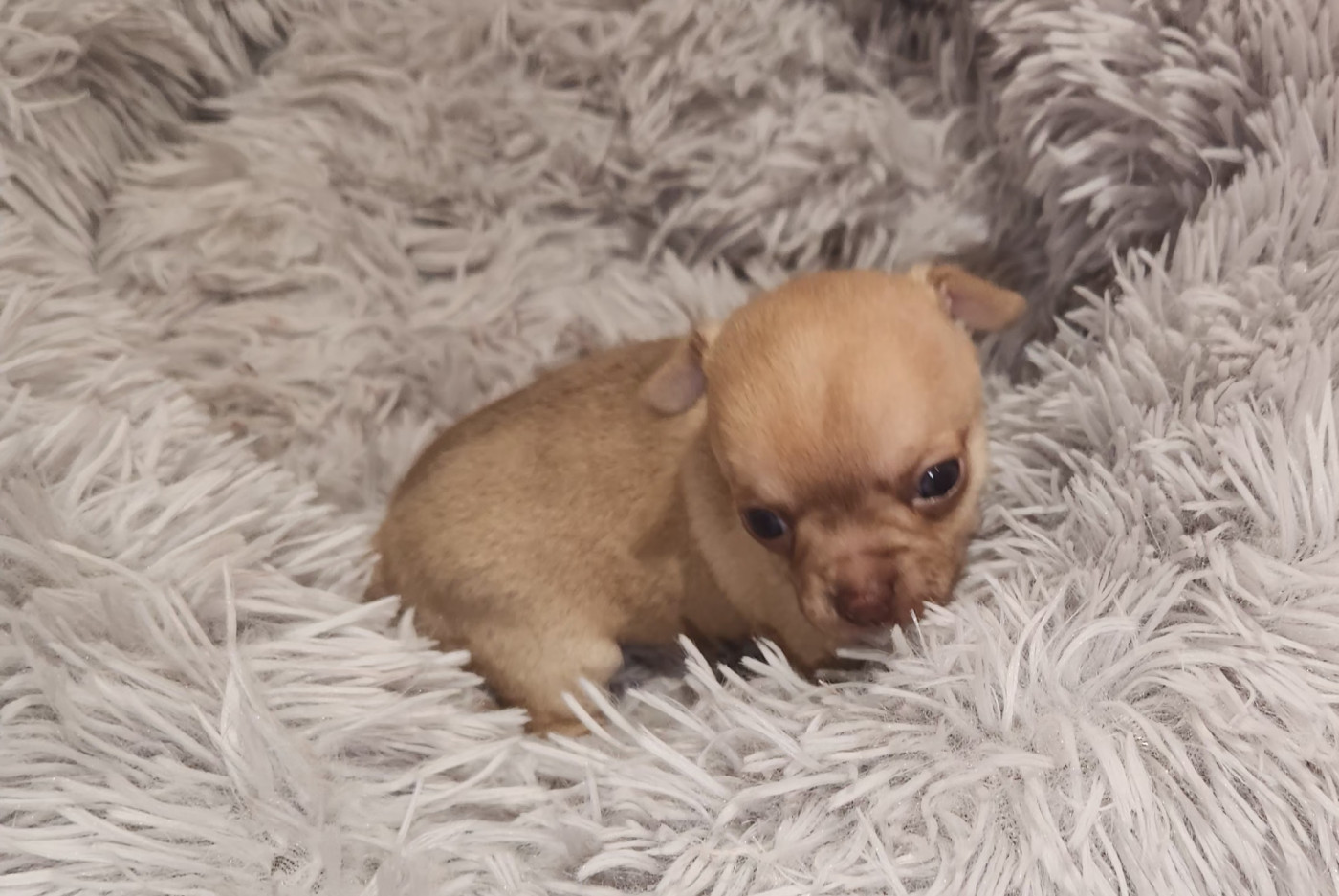 Jardin de la Petite Etoile - Chiots disponibles - Chihuahua