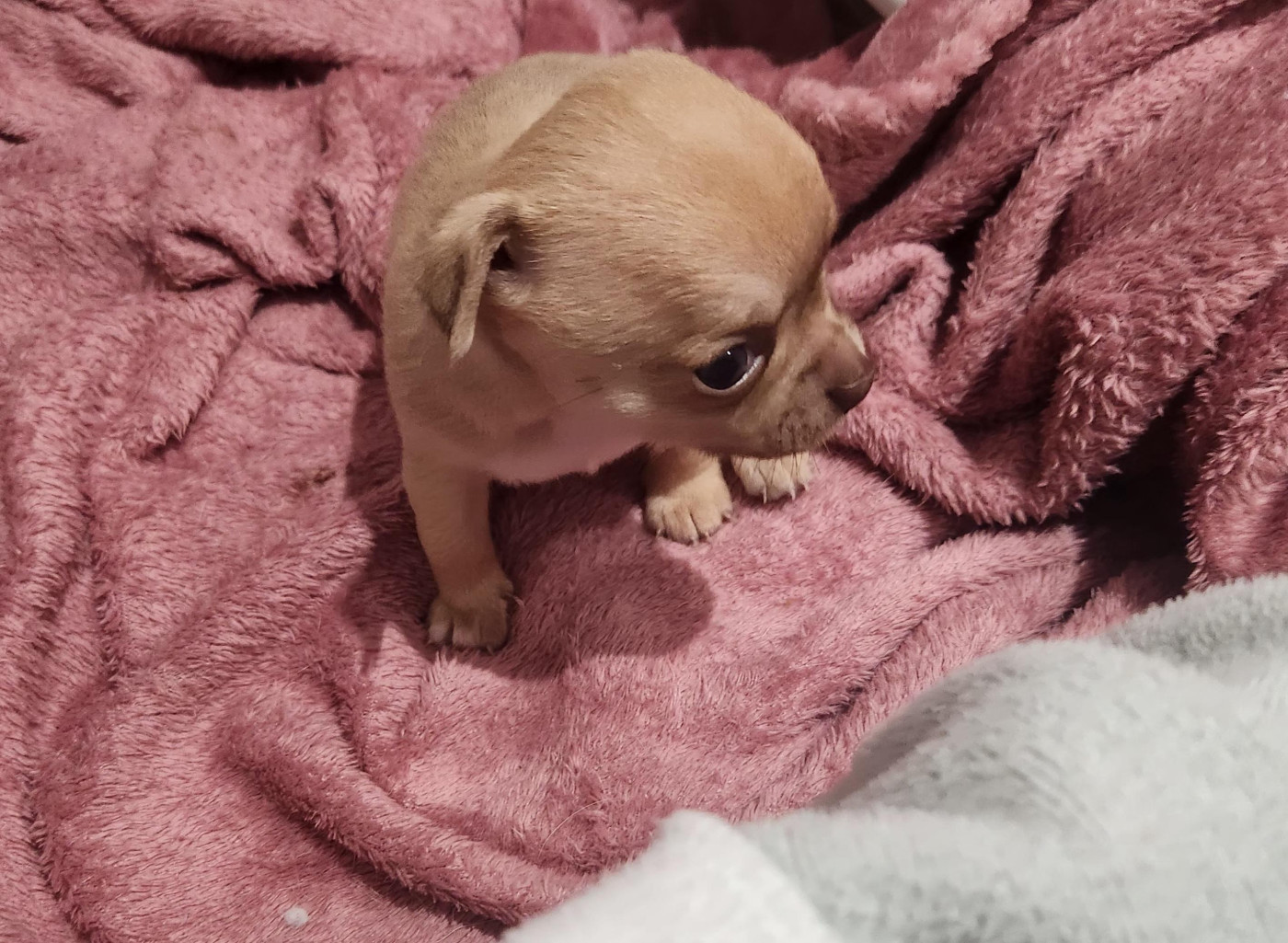 Jardin de la Petite Etoile - Chiots disponibles - Chihuahua