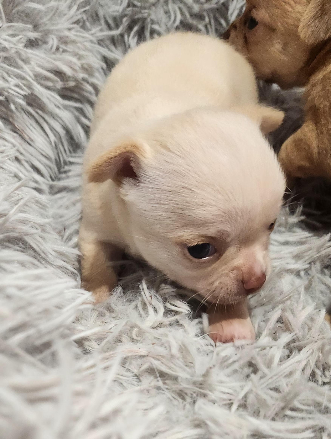 Jardin de la Petite Etoile - Chiots disponibles - Chihuahua