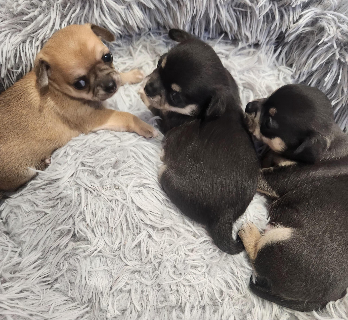 Chiot Chihuahua Jardin de la Petite Etoile