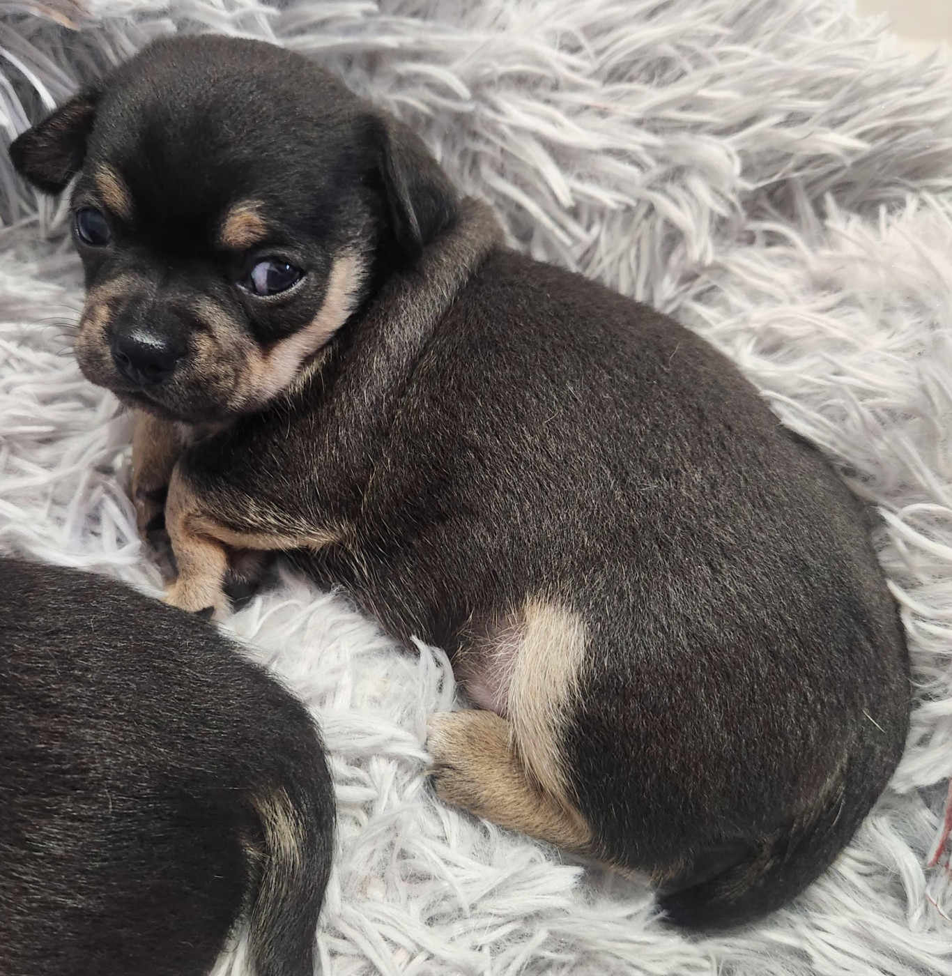 Jardin de la Petite Etoile - Chiots disponibles - Chihuahua
