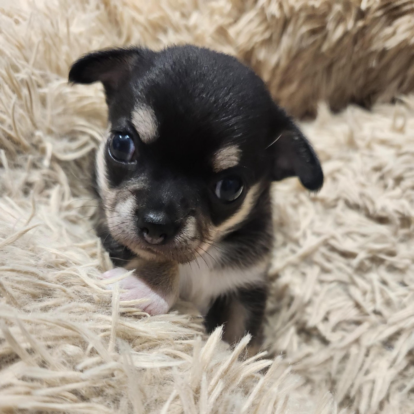 Jardin de la Petite Etoile - Chiots disponibles - Chihuahua