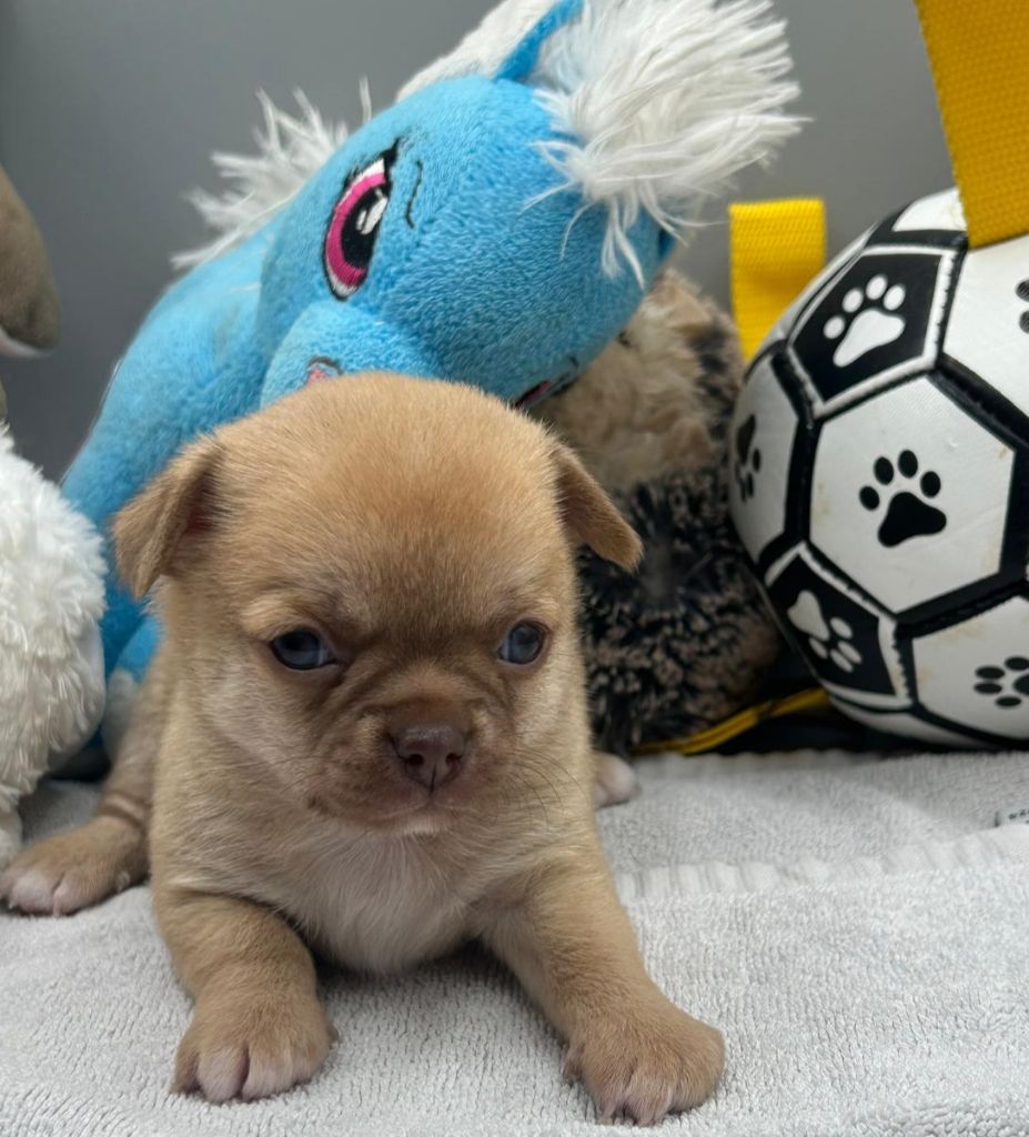 Jardin de la Petite Etoile - Chiots disponibles - Chihuahua