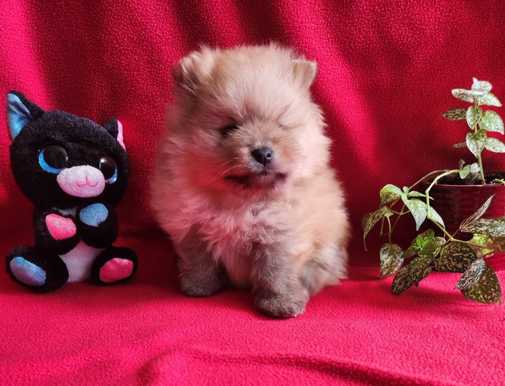 Jardin de la Petite Etoile - Chiots disponibles - Spitz allemand