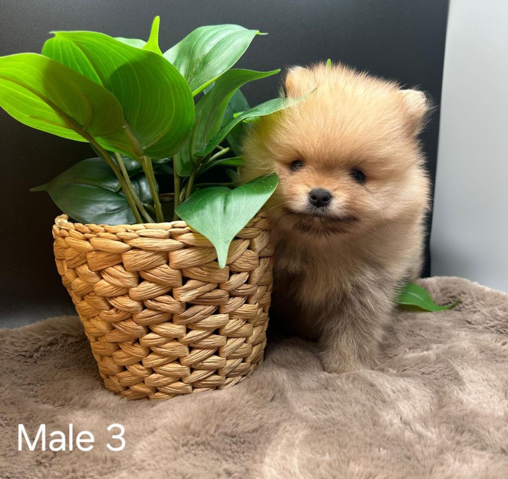 Jardin de la Petite Etoile - Chiots disponibles - Spitz allemand