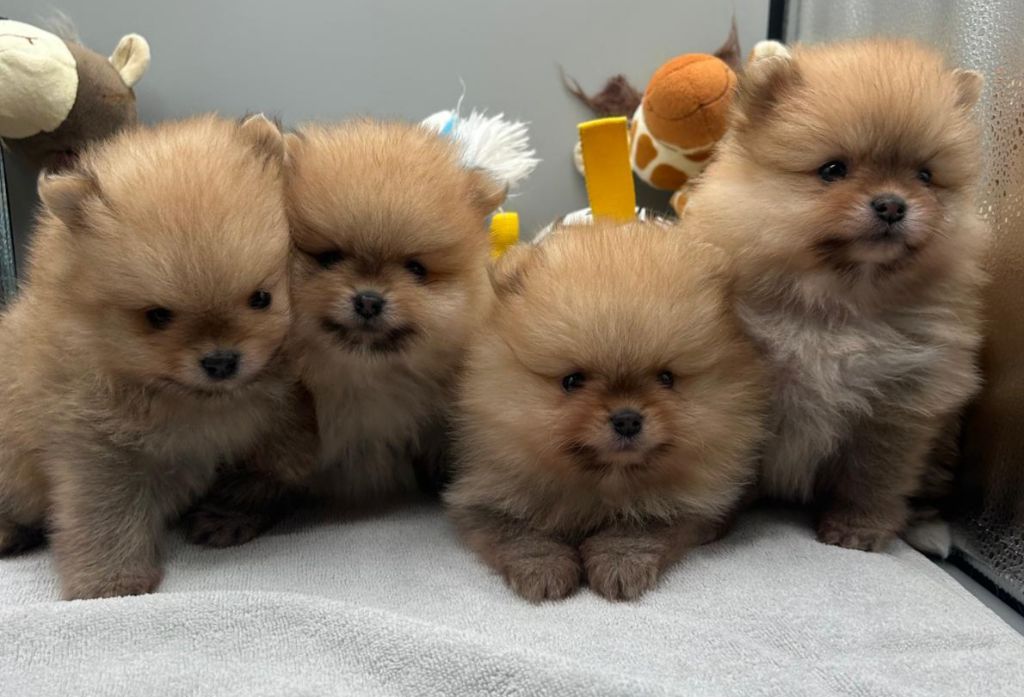 Chiot Spitz allemand Jardin de la Petite Etoile