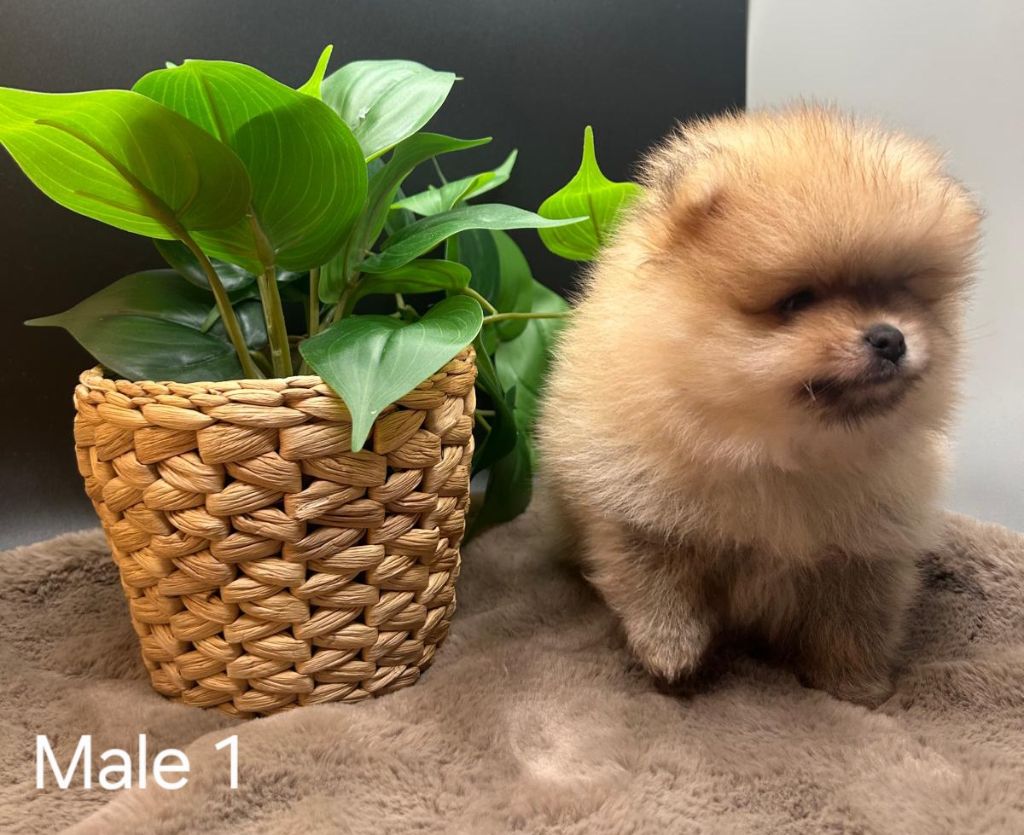 Jardin de la Petite Etoile - Chiots disponibles - Spitz allemand