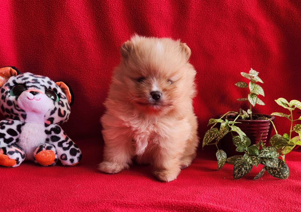Jardin de la Petite Etoile - Chiots disponibles - Spitz allemand
