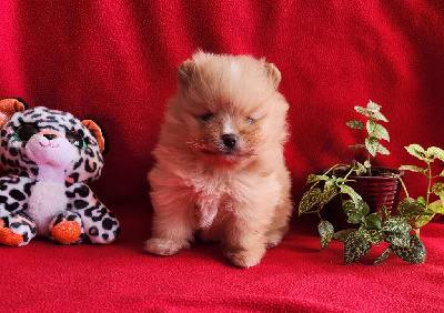 CHIOT 1