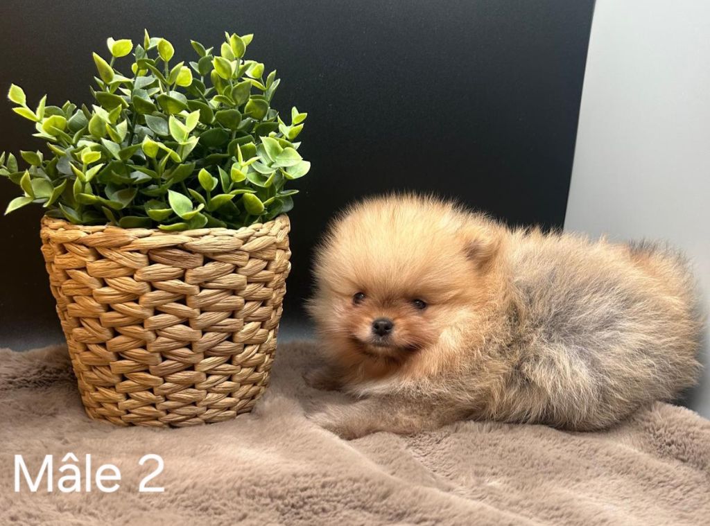 Jardin de la Petite Etoile - Chiots disponibles - Spitz allemand