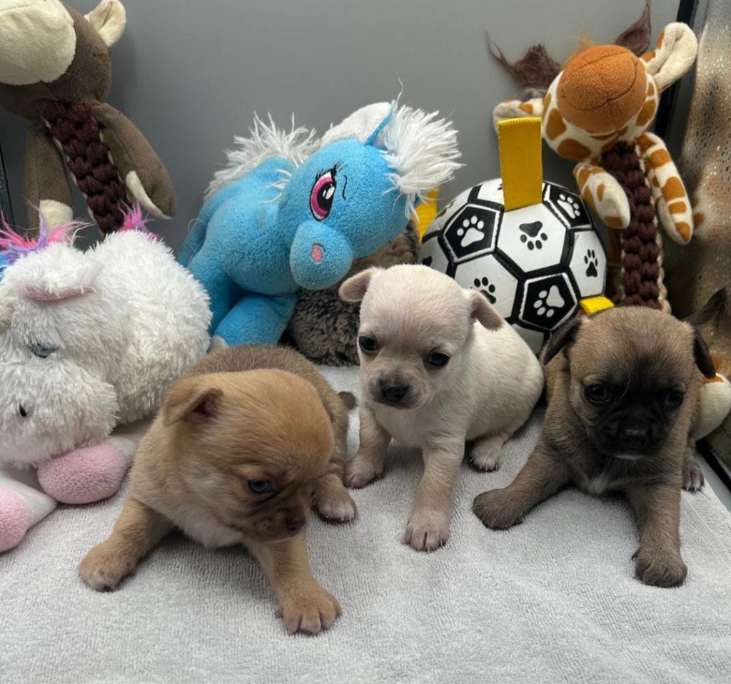 Chiot Chihuahua Jardin de la Petite Etoile